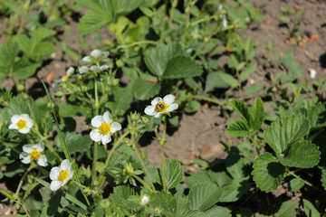 Strawberries are blooming. On flowers sits bee. Sunny day. Green foliage and white flowers. Grows on black earth. Village garden. Krasnodar region.