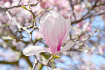 Obraz premium Blooming magnolia flower tree in nature.