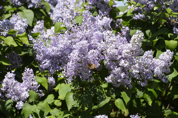 Obraz premium Butterfly Vanessa cardui on lilac flowers. Pollination blooming lilacs.