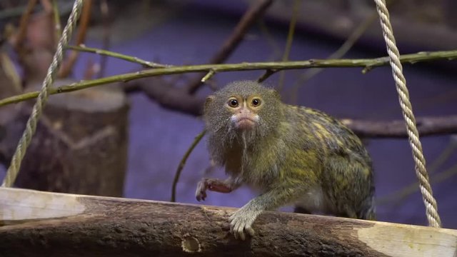 An animal of Pygmy Marmoset (Latin name - Callithrix pygmaea niveiventris) . South African wildlife example in close-up view. A small animal like as monkey in the zoo.