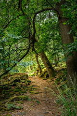 Wanderweg im Heidelberger Naturschutzgebiet 