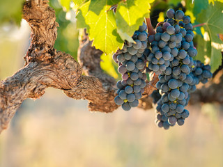 Cabernet Franc grapes on old vine at sunset