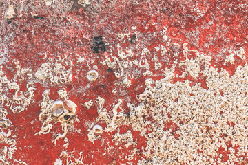 Shell overgrown boat board texture.