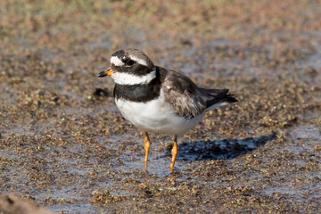 Gravelot à triple collier,.Charadrius tricollaris, Three banded Plover