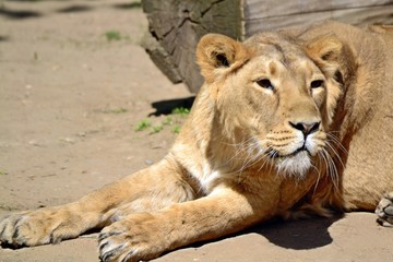 Naklejka na ściany i meble Lioness resting on the warm sand