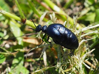 ツチハンミョウ
