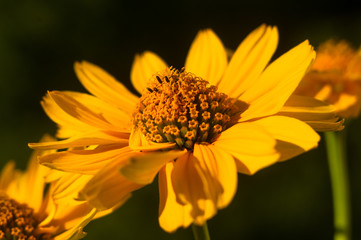 bouquet of bright yellow flowers Heliopsis helianthoides
