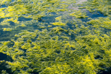 algen auf See Oberfläche