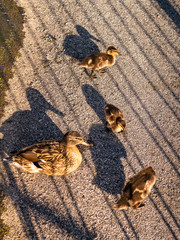 Entenfamilie im Frühling