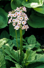 Primevère du Japon, Primula japonica Alba