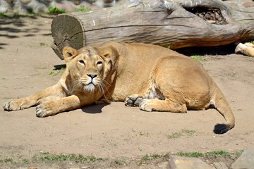 Lioness near the tree