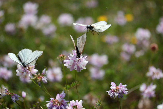 Crown Vetch Wildflower and White Butterflies