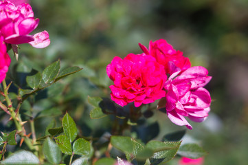 Purple Rose flower. Nature. close up, selective focus
