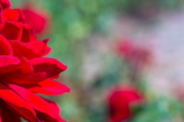 Red Rose flower. Nature. close up, selective focus