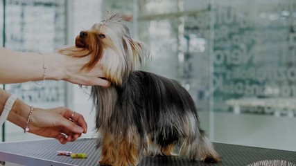 Yorkshire terrier at a dog grooming salon
