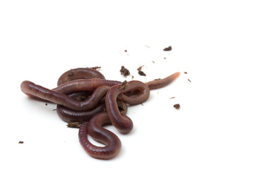 African Night Crawler, earthworms isolated on white background.