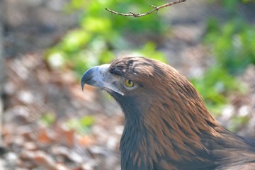 Portrait of an eagle on a green background