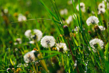 Fototapeta premium Close up dandelion flowers. Spring background. Copy space. Soft focus
