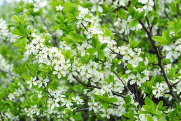 Spring flowering of fruit trees