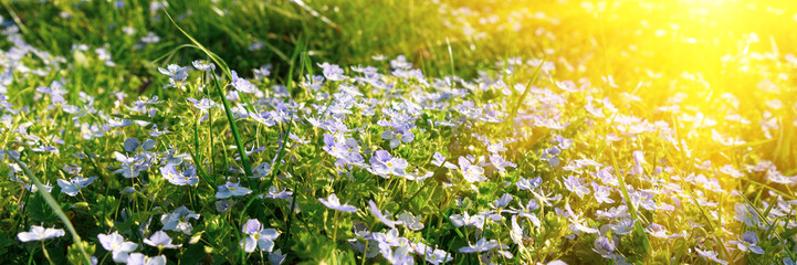 Banner 3:1. Soft focus carpet of Nemophila (baby blue eyes) flower with sunlight rays. Spring background. Copy space