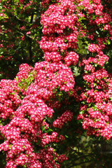 A beautiful Hawthorn Tree (Crimson Cloud) in full flower in early May in my back garden in Cardiff, South Wales, UK