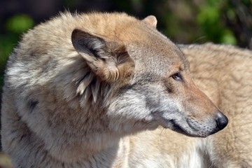 Handsome wolf on a green background