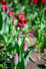 red tulips in the garden