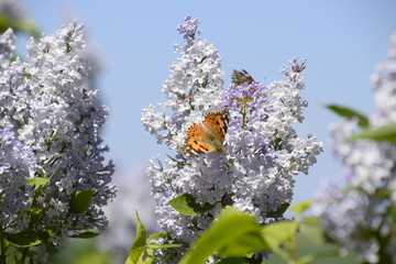 Butterfly Vanessa cardui on lilac flowers. Pollination blooming lilacs.