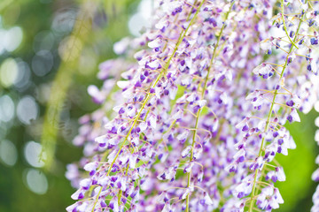 風にそよぐ藤の花のカーテン