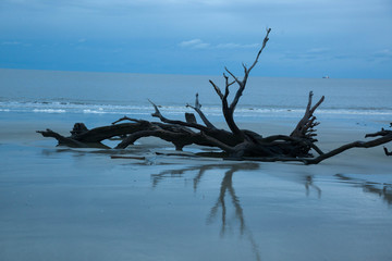 Driftwood tree on the beach at sunrise