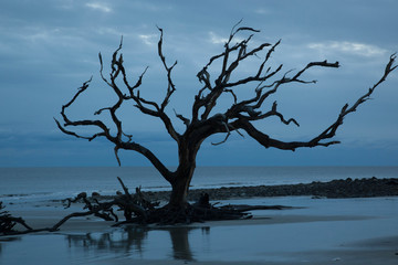 Driftwood tree on the beach at sunrise