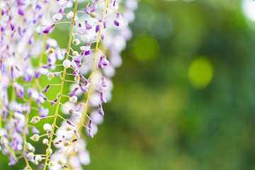 風にそよぐ藤の花