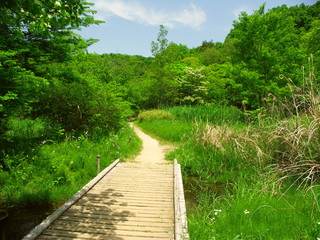 Obraz premium 初夏の新緑の林に続く木橋のある小道風景