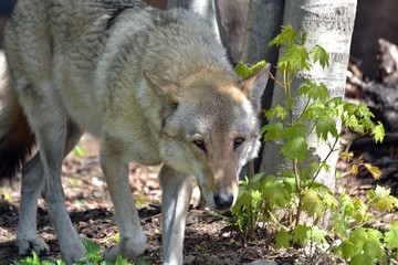 Wolf in the forest near the bush