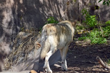 The wolf goes into the forest