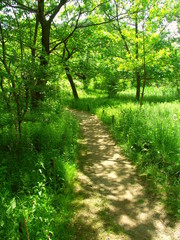 木漏れ日の新緑の林風景