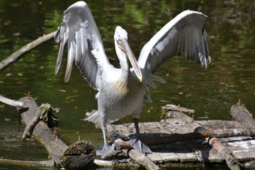 Pelican waving his wings