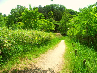 初夏の新緑の林に続く小道風景