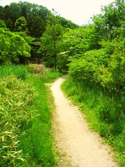 Fototapeta na wymiar 初夏の新緑の林に続く小道風景