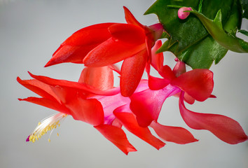 Details of a beautiful orange-red double flower of a holiday cactus (Schlumbergera)