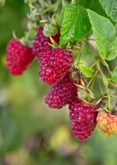 Raspberries on a branch close up. Summer background.