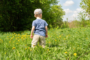 Little boy back view. He stands in the dandelion field and looks straight. Copy space mocup