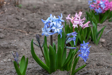 Colorful Hyacinth flowers growing in spring garden