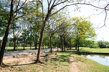 Green trees and pond in the garden and plublic park in Thailand