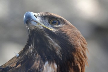 The eagle is looking up
