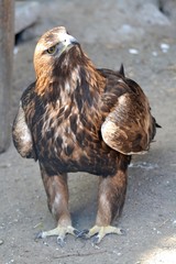 The eagle stands on the ground and  looks up