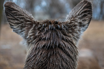 Closeup of the back of a deer head