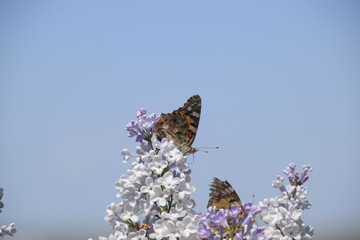 Butterfly Vanessa cardui on lilac flowers. Pollination blooming lilacs.
