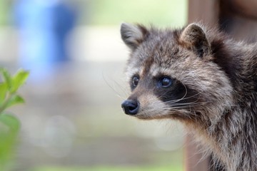 Cute little face raccoon in the sun