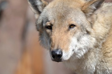 Close-up of the muzzle of the gray wolf
